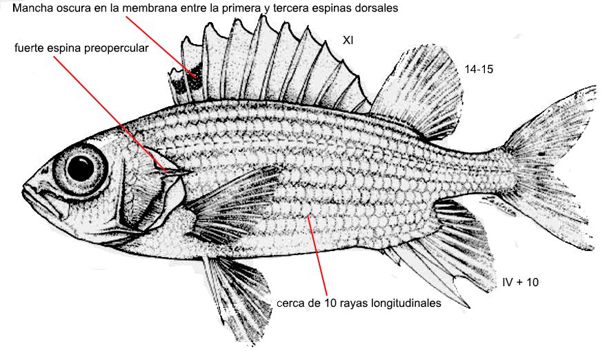 Sargocentron hastatum_01.jpg